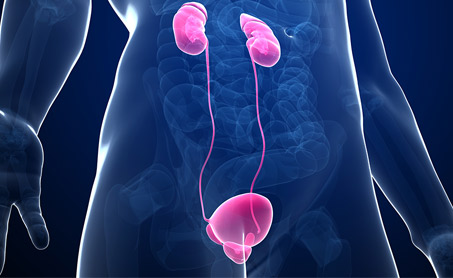 Illustration of the kidneys