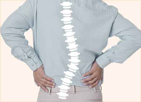 Illustration of the spine and nerves
